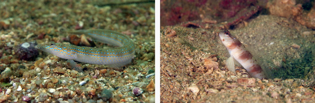 Spotted sand-divers are a distant cousin of sea bass and grouper and Amblyeleotris japonica