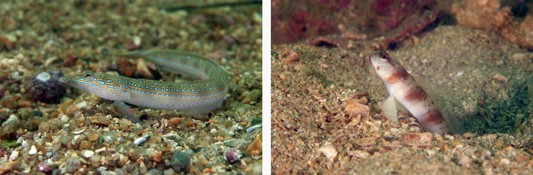 Left: Spotted sand-divers are a distant cousin of sea bass and grouper. Right: Amblyeleotris japonica is part of a group that forms symbiotic relationships with shrimp and stays in touch through their antennae