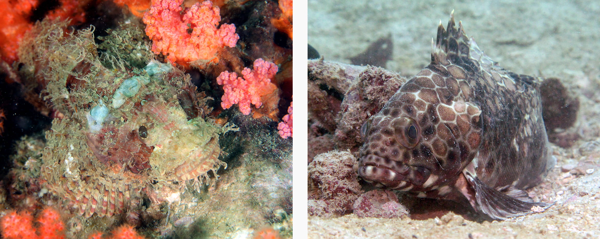 Left: False kelpfish. Right: Longfin grouper