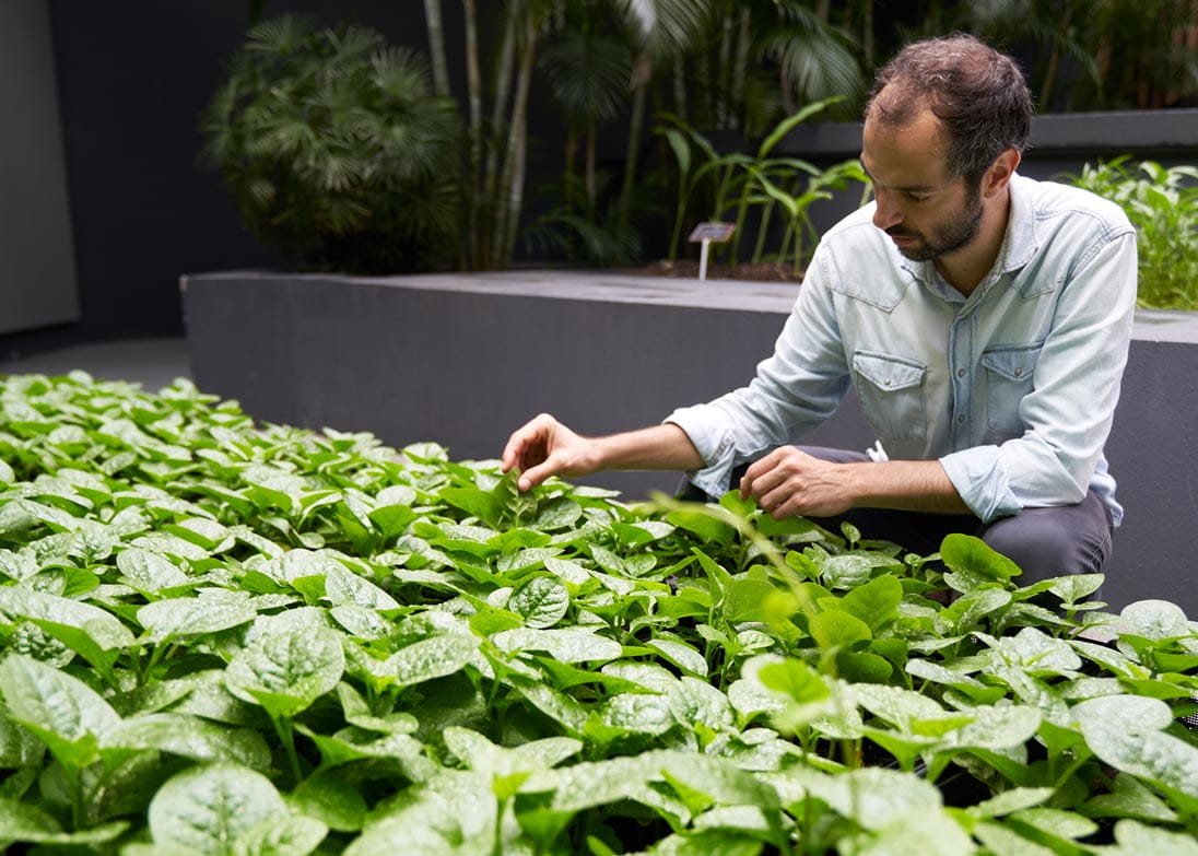 Rooftop Republic co-founder Pol Fàbrega tends to an urban farm