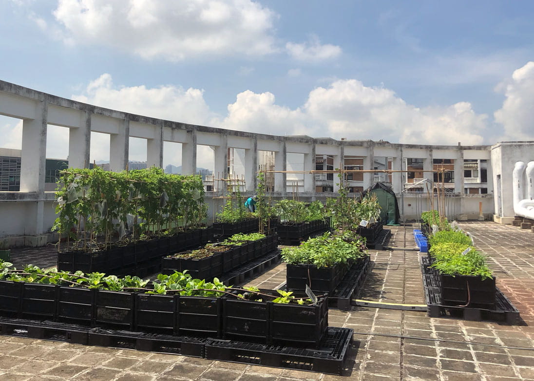 A Rooftop Republic farm on the roof of the Business Environment Council in Kowloon Tong