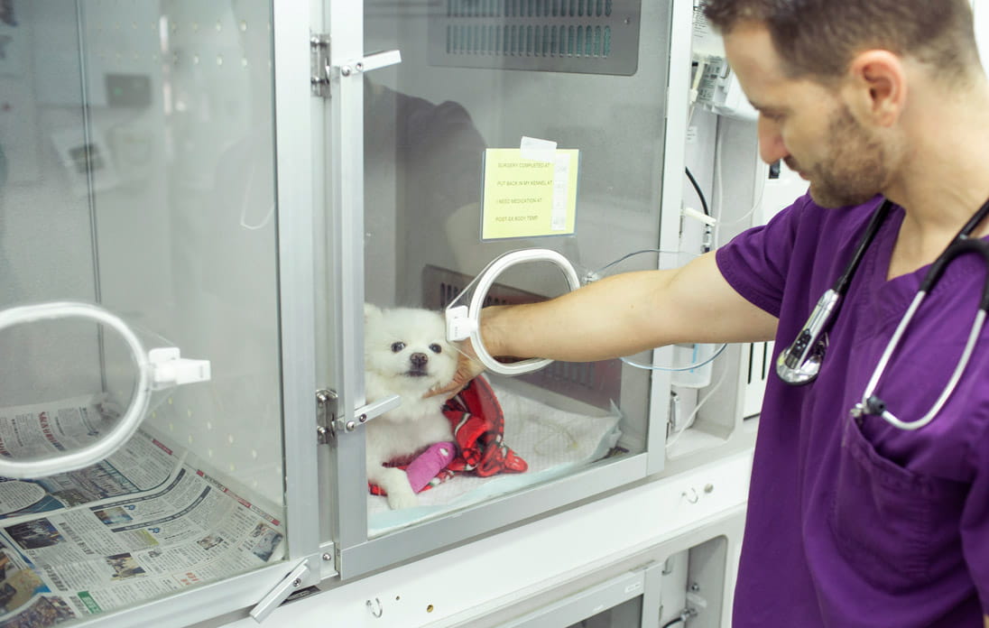 The hospital also treats small dogs, and many stay overnight for round-the-clock care