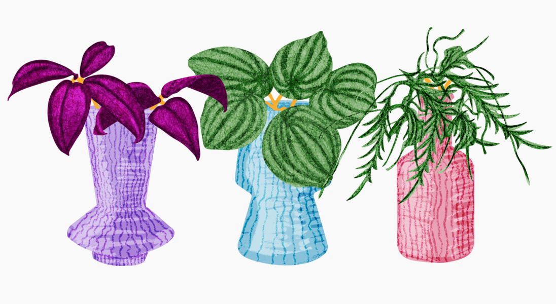 An illustration of houseplants for Pacific Place Hong Kong