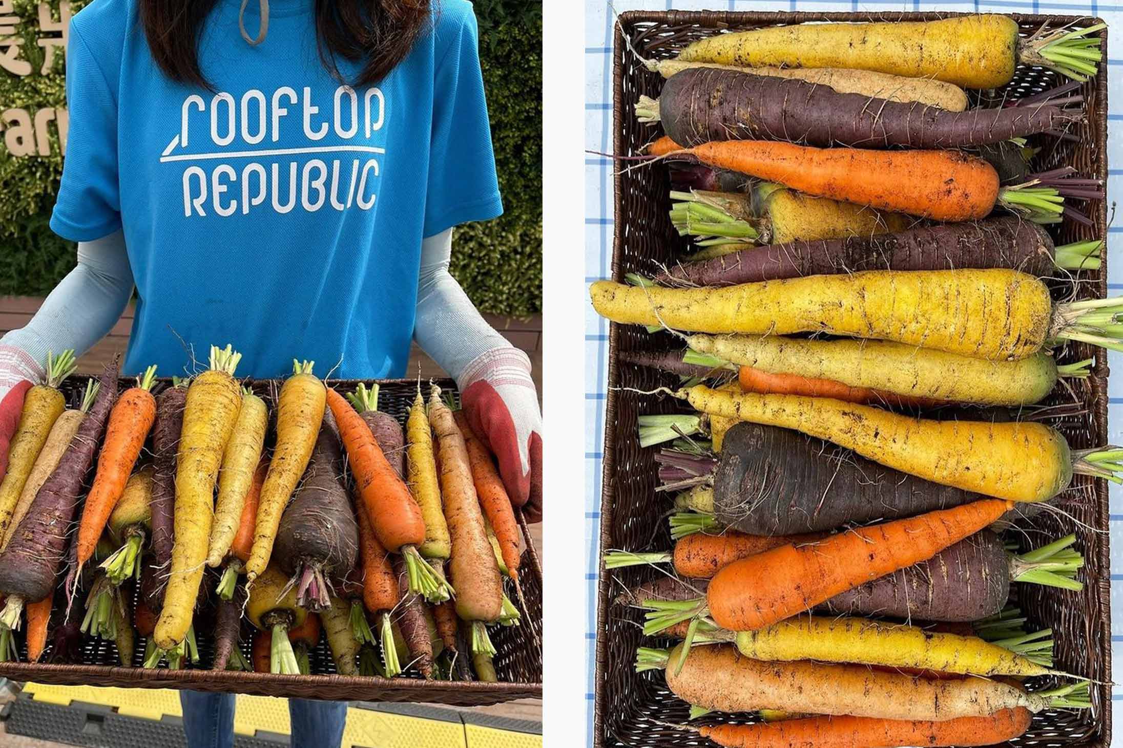 Growing vegetable as a new hobby for 2022