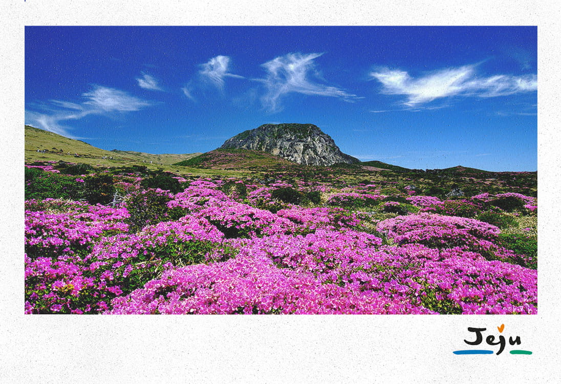 Jeju Island is home to a dormant volcano that’s a popular spot for hiking. Image courtesy of Korea.net