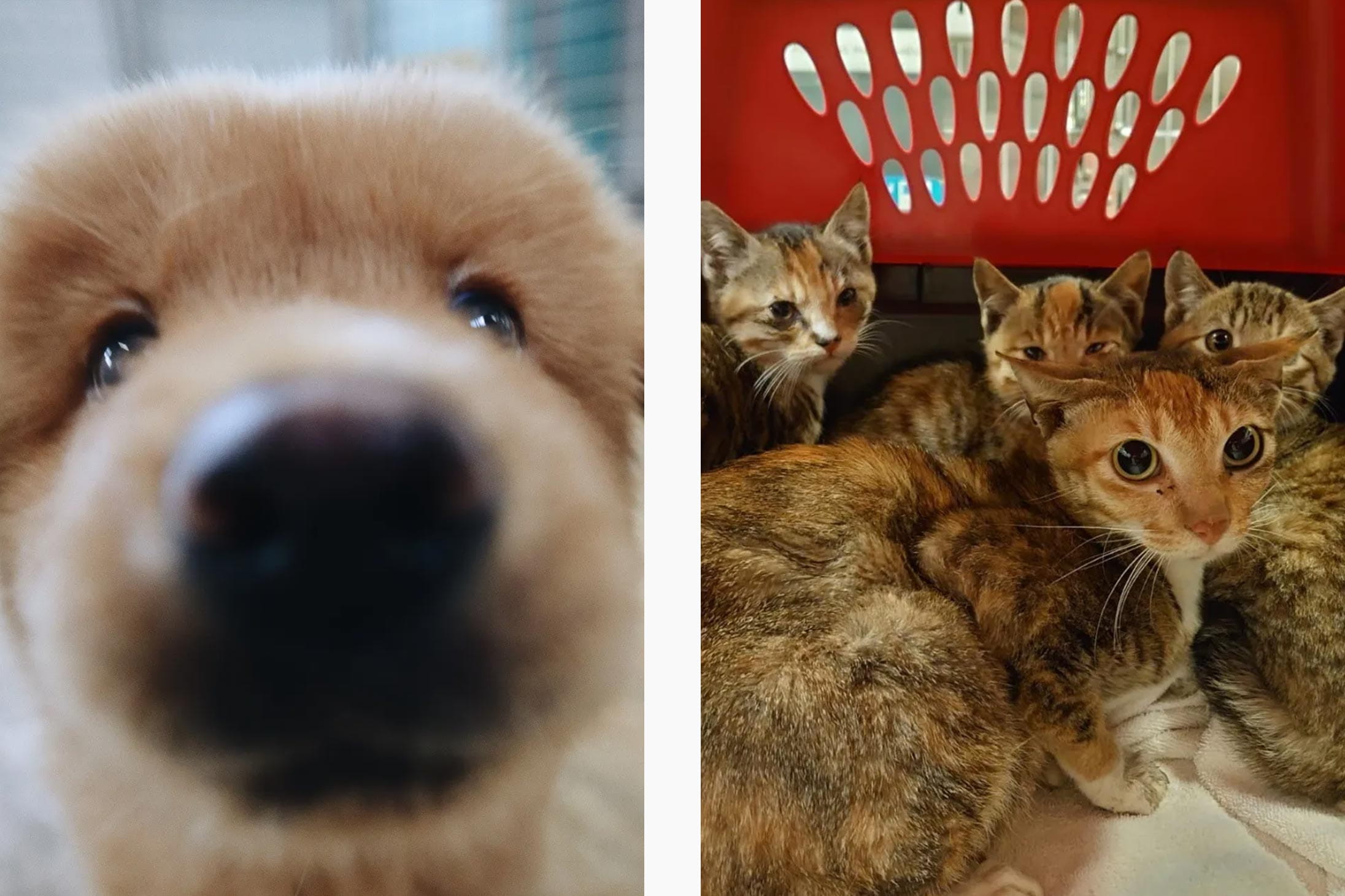 Dogs and cats for adoption at SPCA Hong Kong