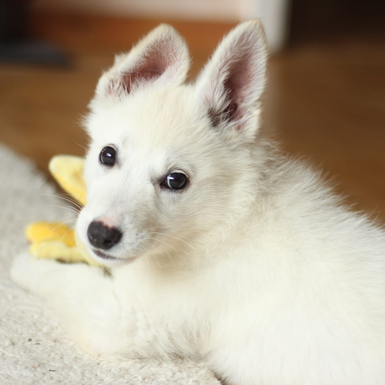 A white rescue puppy