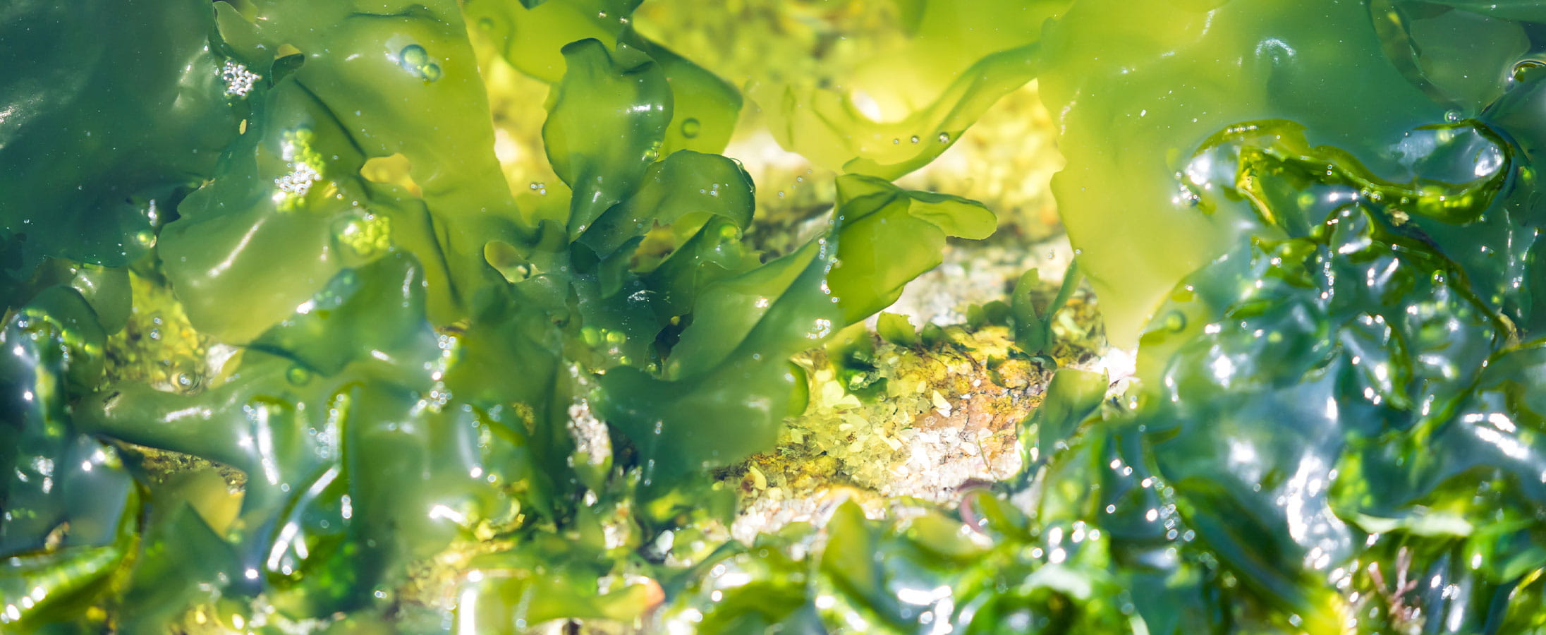 Marine algae used in beauty treatments