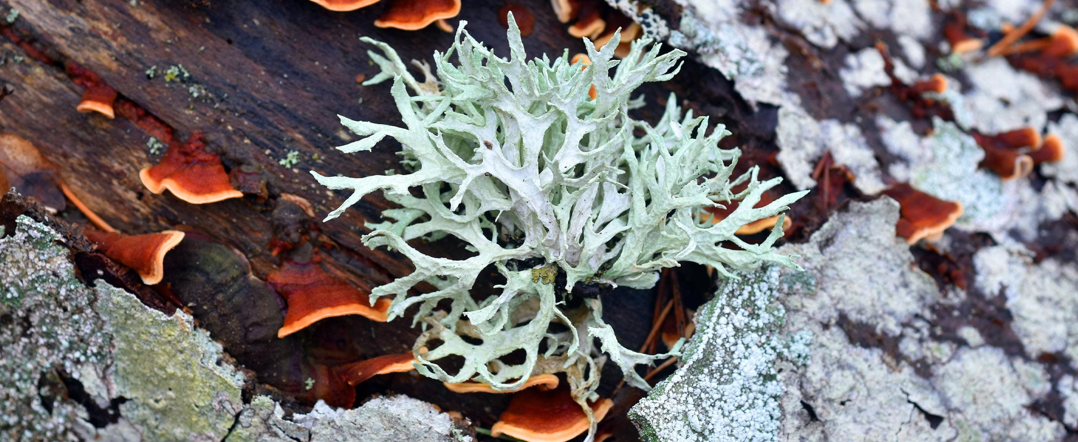 A tree with oakmoss used in beauty treatments