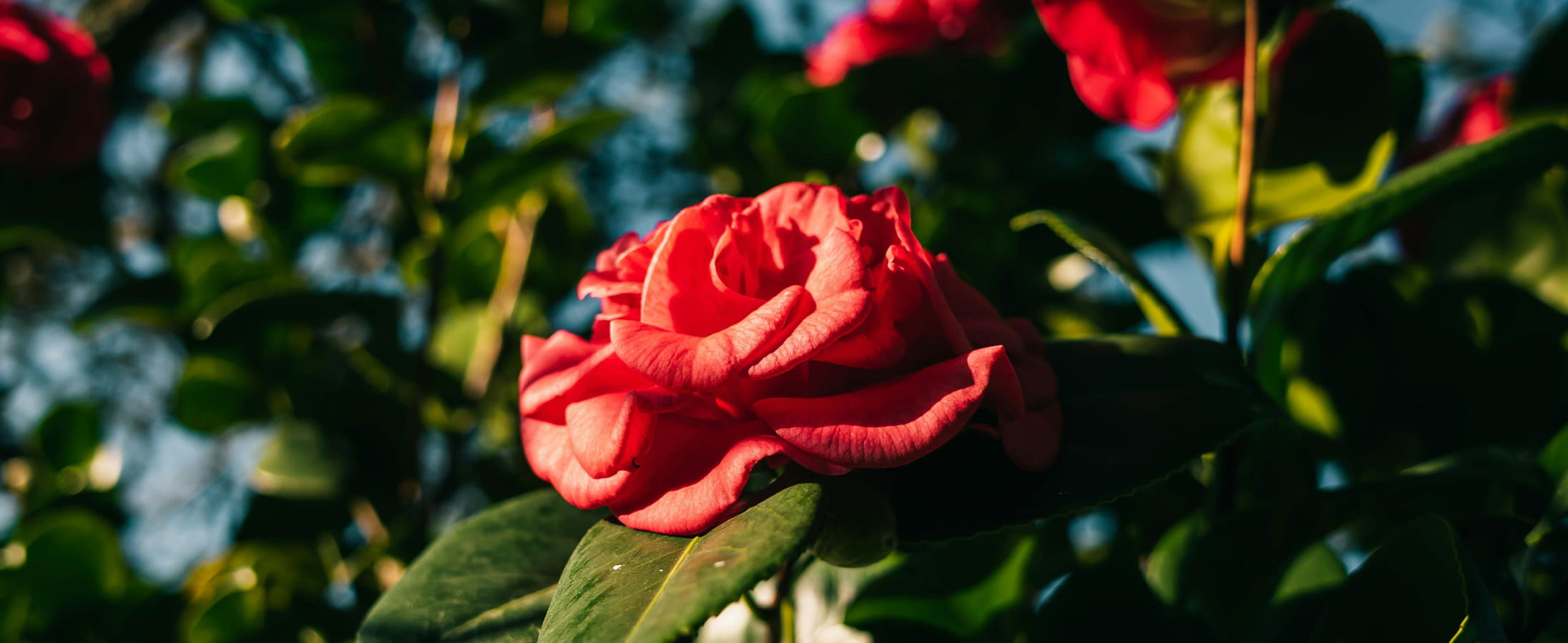 A red camellia flower used in beauty treatments