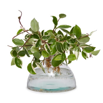 Ellermann x Lane Crawford Hoya Carnosa Medium Canopy Vase available at Lane Crawford Home