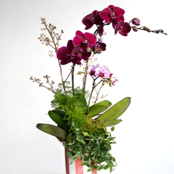 Ellermann Viva Magenta Arrangement