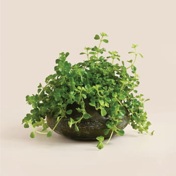 Ellermann Fresh Cascade Plant 