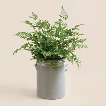 Ellermann Forest Fresh Plant 