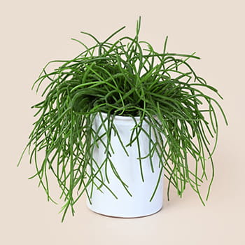 Ellermann Wild Jungle Plant in a White Pot 