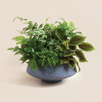 Ellerman Lush & Leafy plant available at Ellermann Lane Crawford Boutique 