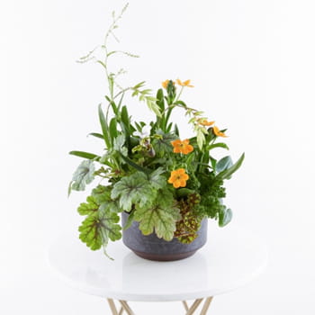 Ellermann Green Virtue Plant Arrangement