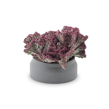 Ellermann Ombre Envy Bouquet