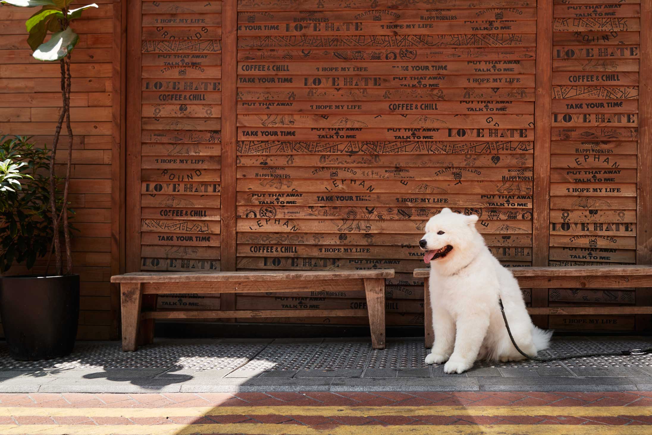 Dog influencer at Elephant Grounds
