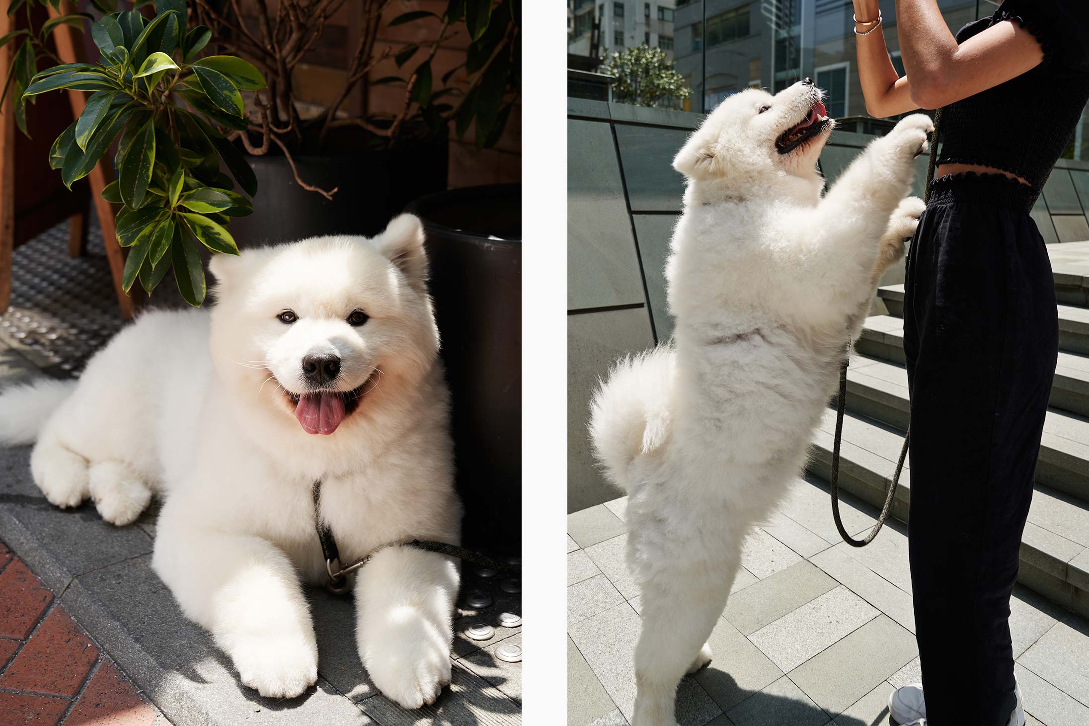 Day in the life of a pet influencer