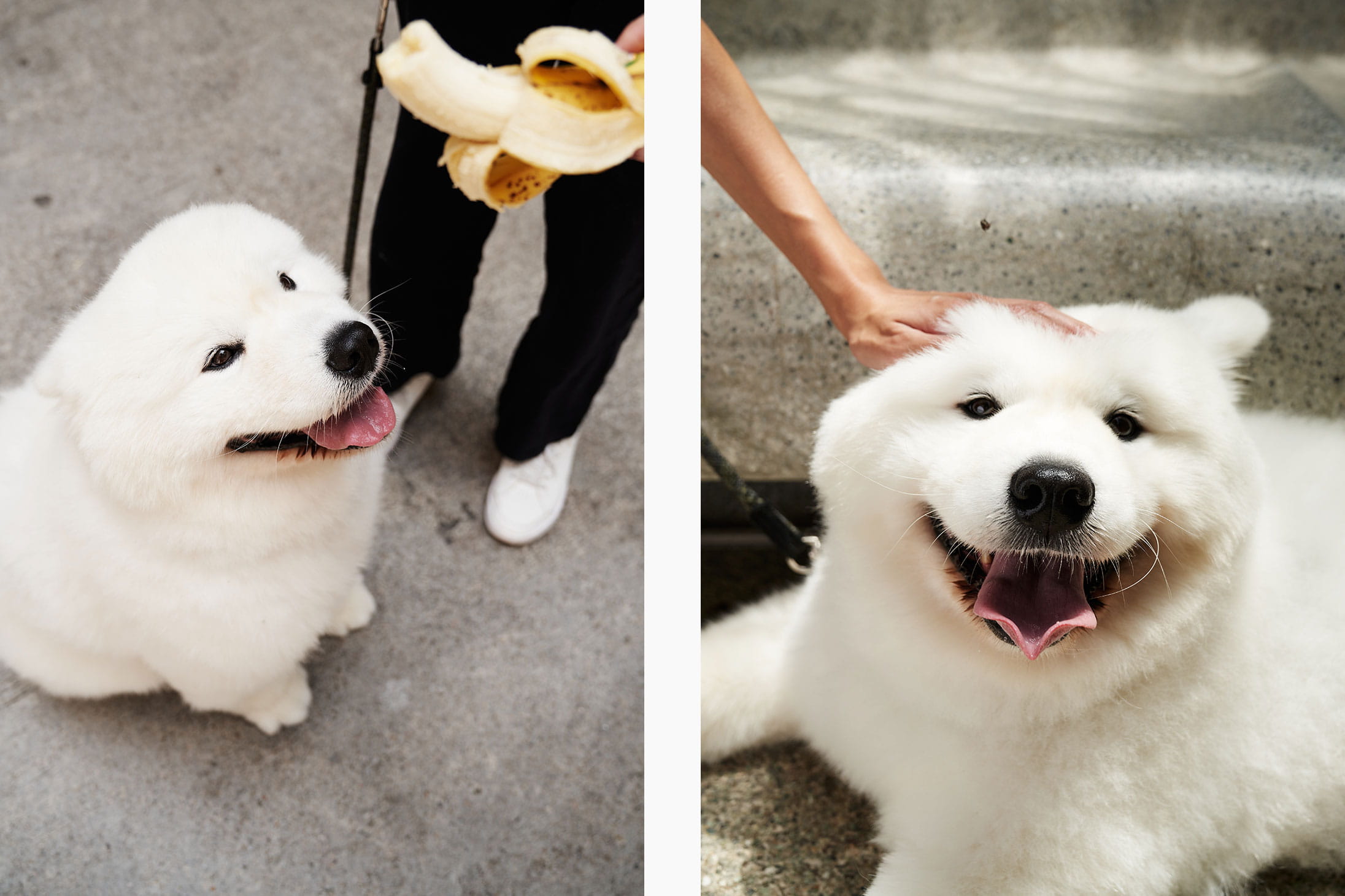 Day in the life of a pet influencer