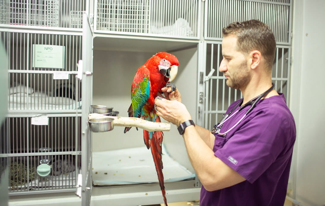 Large parrots are also common in Hong Kong. Dr Szabo once treated one that had landed in a family’s hot pot