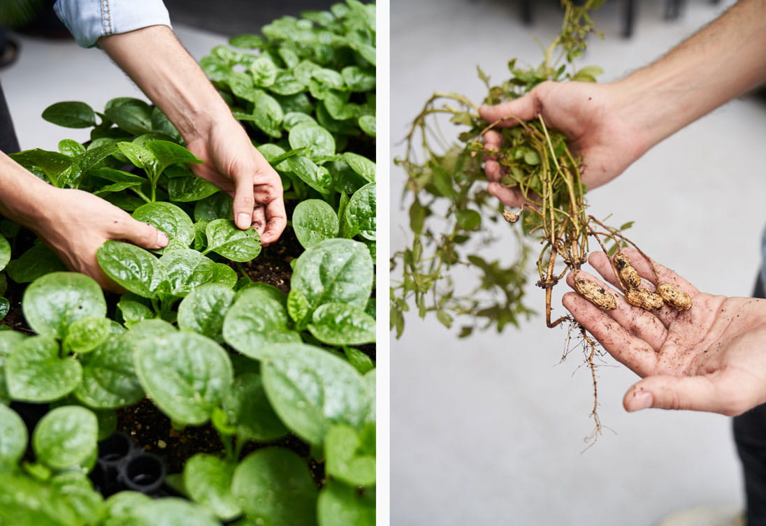 Rooftop Republic's farm at Swire Properties' The Loop