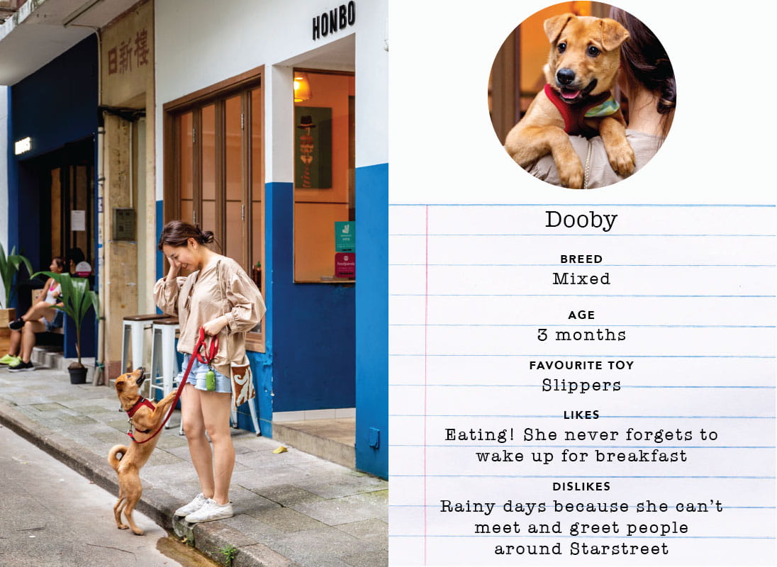 Some of our favourite dogs from Starstreet Precinct
