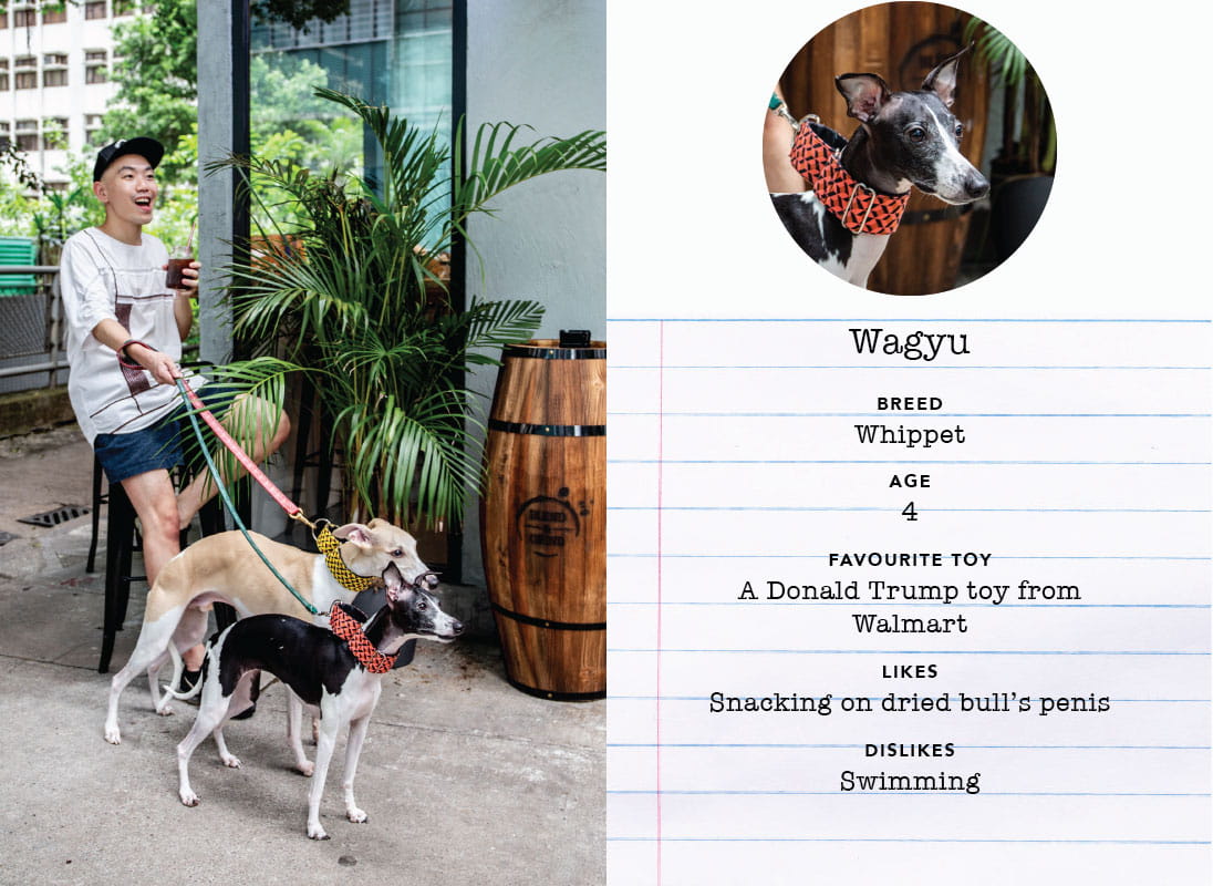 Some of our favourite dogs from Starstreet Precinct