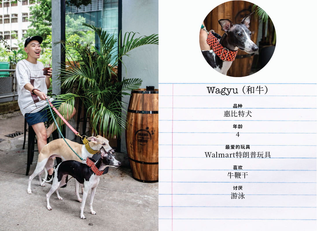 Some of our favourite dogs from Starstreet Precinct