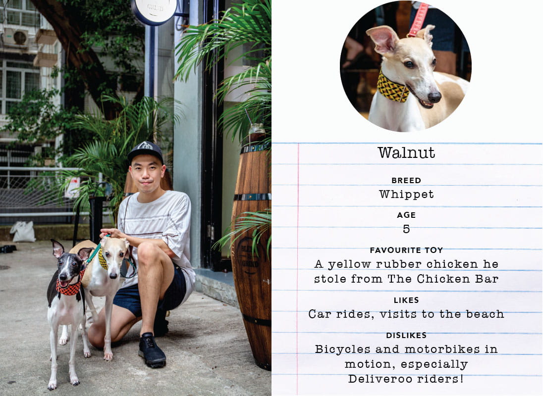 Some of our favourite dogs from Starstreet Precinct