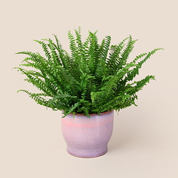 Ellermann Forest Fresh Plant