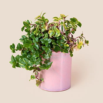 Ellermann Fresh Cascade Plant