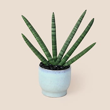 Ellermann Green Spirit Plant