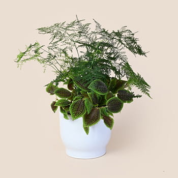 Ellermann Lush & Leafy Plant