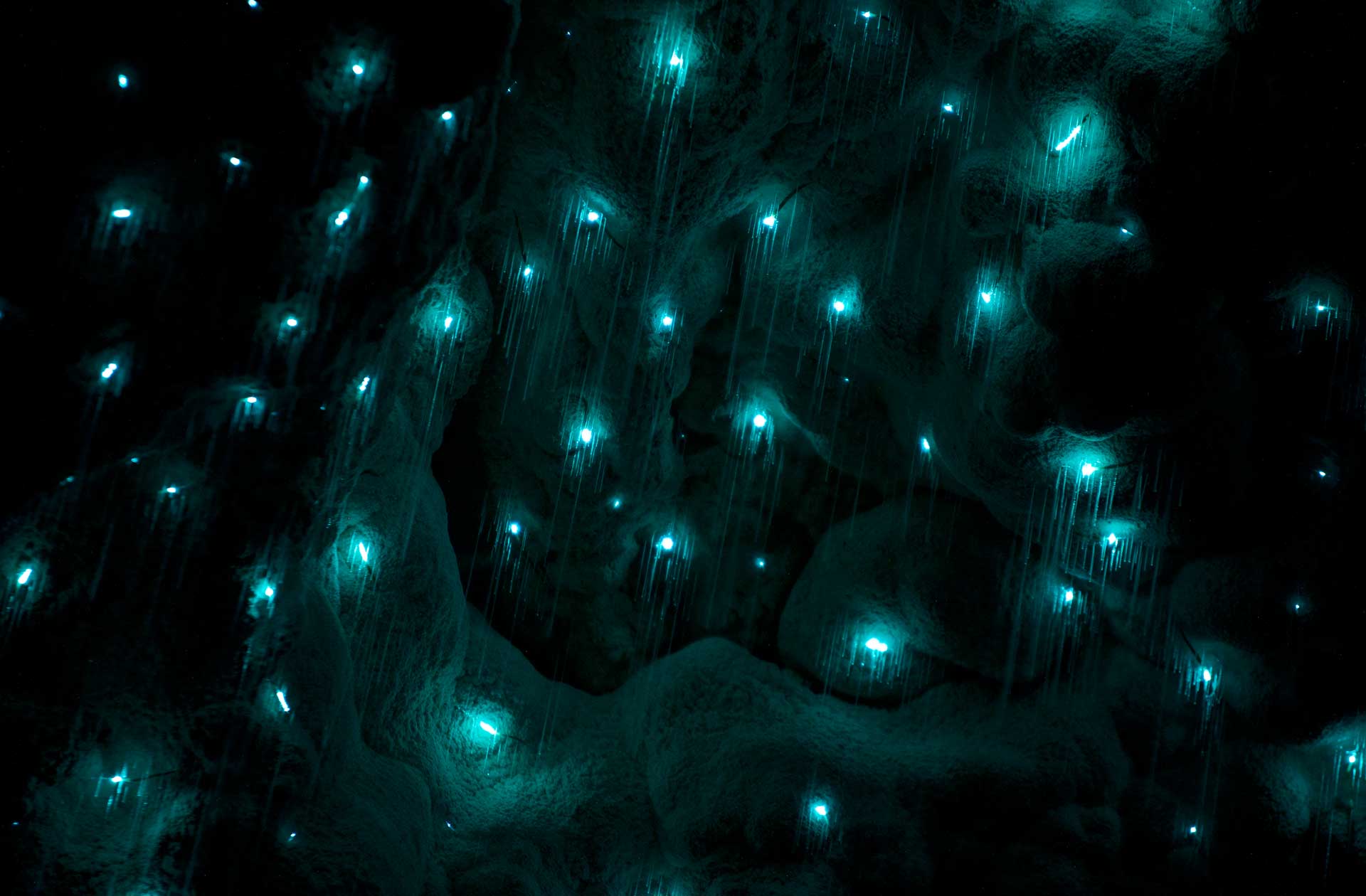 Pacific Place Waitomo Caves