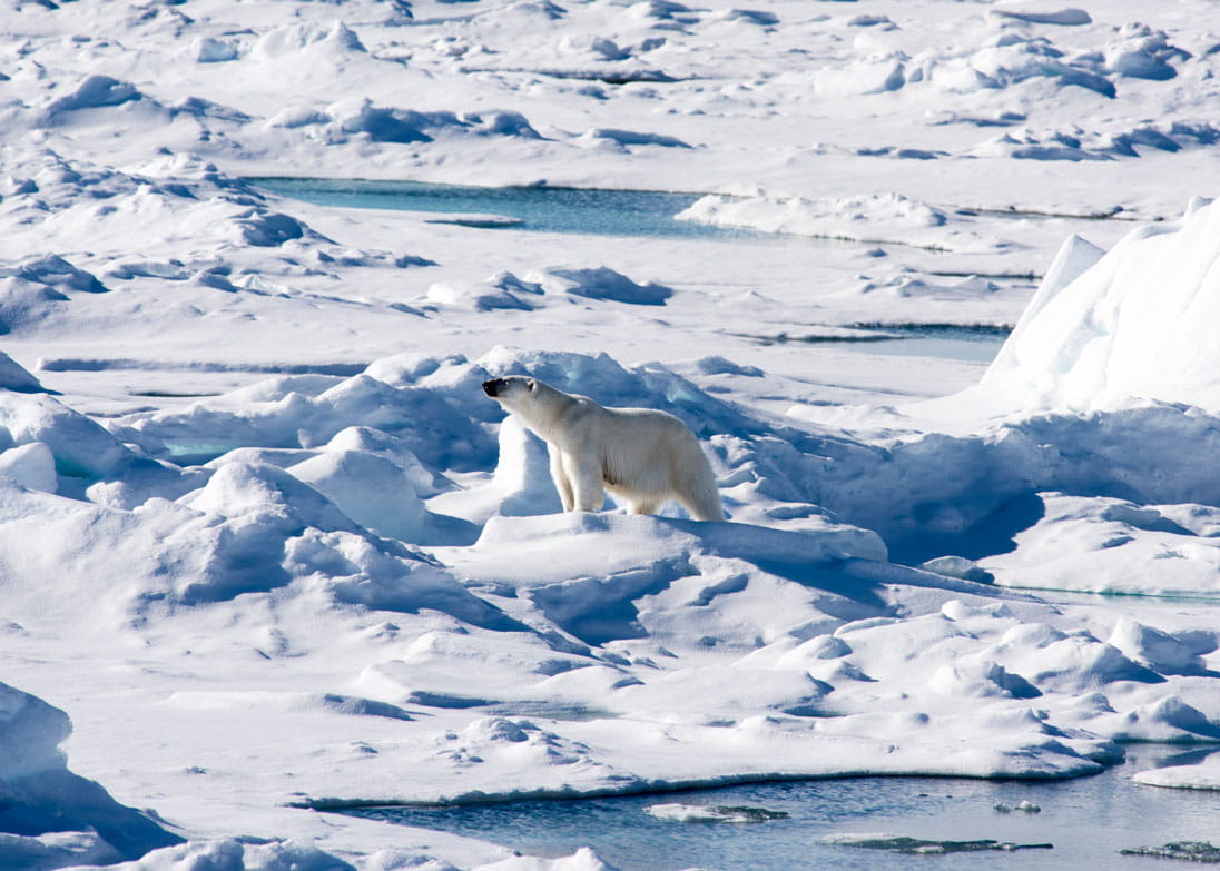 A polar bear in the Arctic