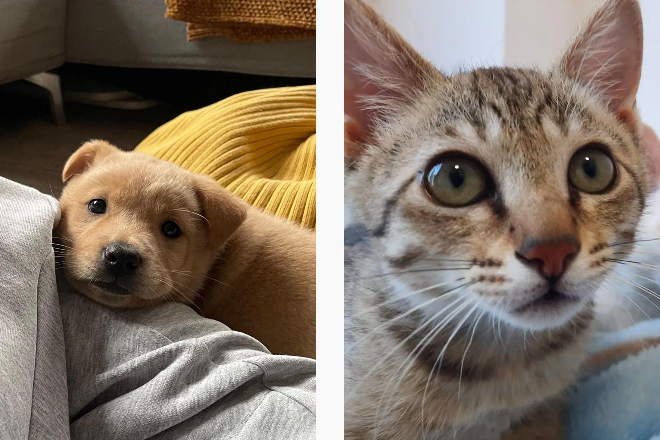 Animals available for adoption at Lifelong Animal Protection Hong Kong