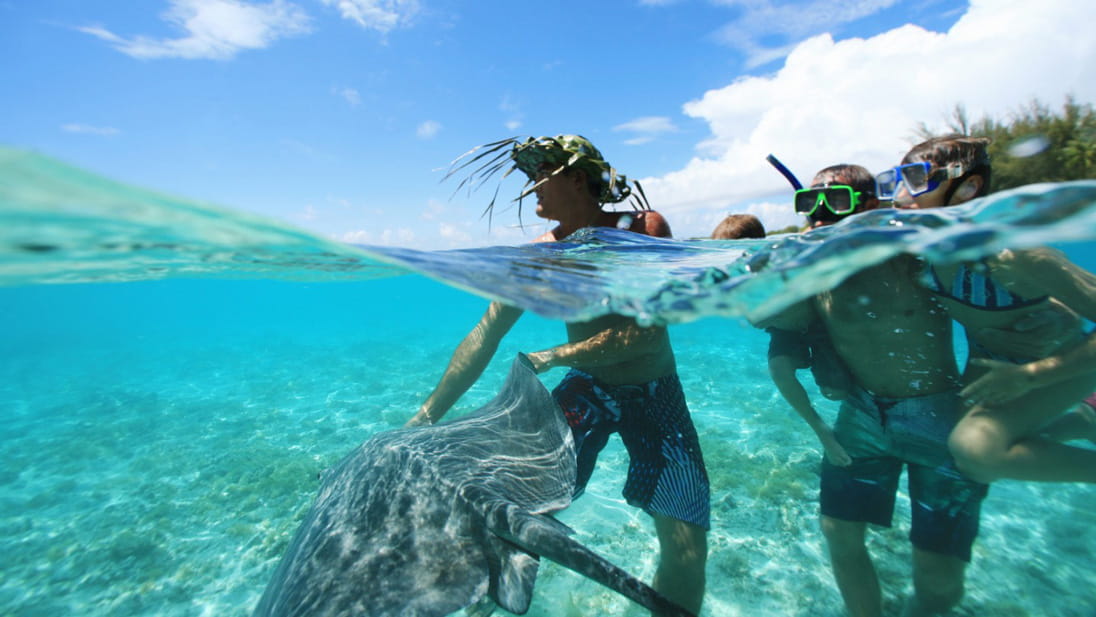 Divers with a stingray